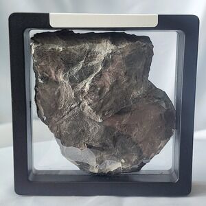 Unique Rare Carboniferous Coal Era Fossil From‎ World Famous Union Chaple Mines